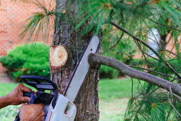 Best Hedge Trimming  in Fairmount, TN